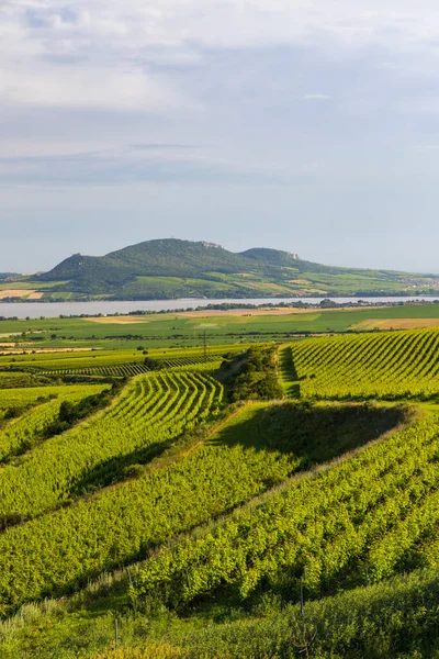 Viñedos Cerca Del Embalse Nove Mlyny Con Palava Moravia Del — Foto de Stock