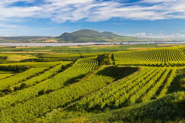 Vigneti Vicino Nove Mlyny Serbatoio Con Palava Moravia Meridionale Repubblica — Foto Stock