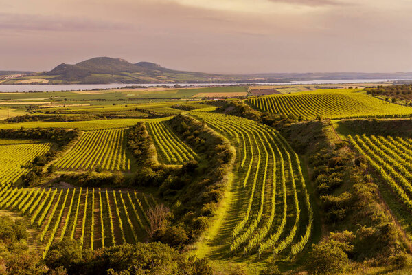 Vineyards near Nove Mlyny reservoir with Palava, Southern Moravia, Czech Republic