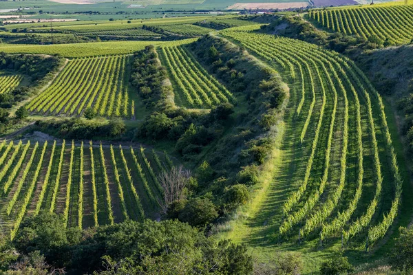 Vineyards Nove Mlyny Reservoir Palava Southern Moravia Czech Republic — Stock Photo, Image