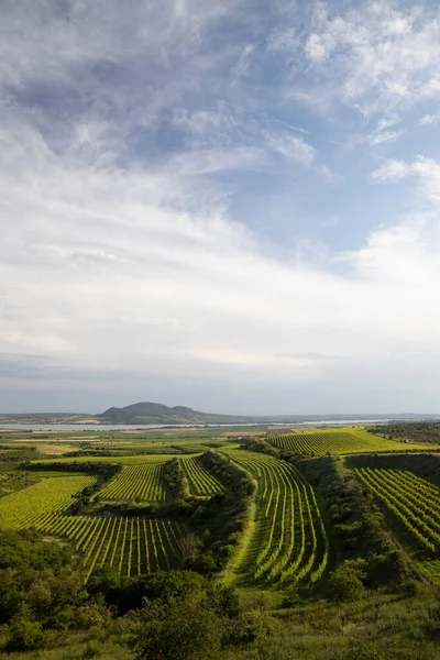 Viñedos Cerca Del Embalse Nove Mlyny Con Palava Moravia Del —  Fotos de Stock