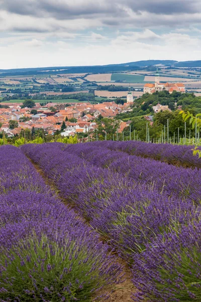 South Moravian town of Mikulov with the lavender field in Czech Republic