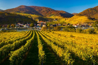 Avusturya 'nın Wachau bölgesinde sonbahar üzüm bağı ve Spitz