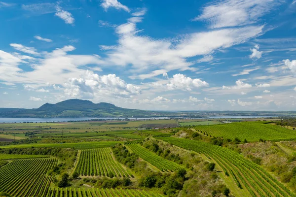 Vignobles Près Nove Mlyny Réservoir Avec Palava Moravie Sud République — Photo