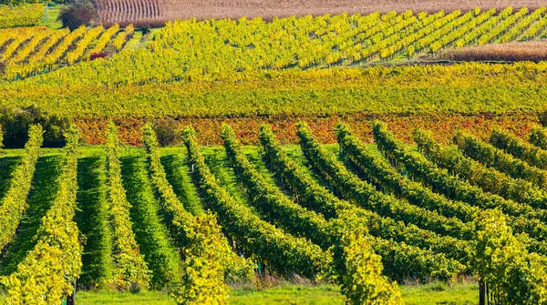Autumn Vineyard Langenlois Lower Austria Austria — Stock Photo, Image