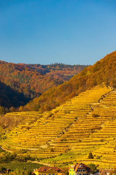 Syksyn Viinitarha Wachaun Alueella Itävallassa — kuvapankkivalokuva