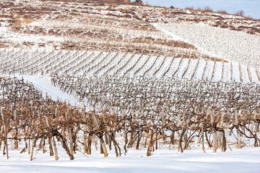 Sarospatak yakınlarındaki Wineyards, Tokaj bölgesi Macaristan