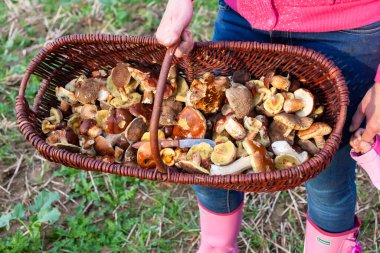 Çek Cumhuriyeti orman mantarı ile sepet