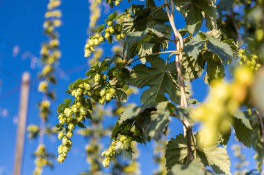 Çek Cumhuriyeti 'nin Zatec bölgesinde sıçrama alanı