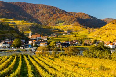 Avusturya 'nın Wachau bölgesinde sonbahar üzüm bağı ve Spitz