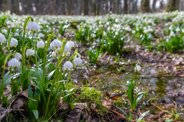 Foresta All Inizio Della Primavera Con Fiocco Neve Primaverile Vysocina — Foto Stock