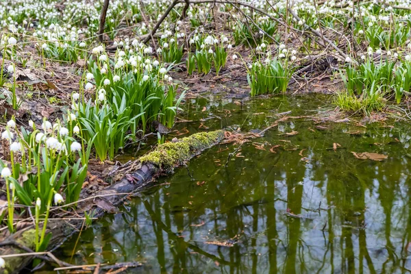 Bosque Primavera Temprana Con Copo Nieve Primavera Vysocina República Checa — Foto de Stock
