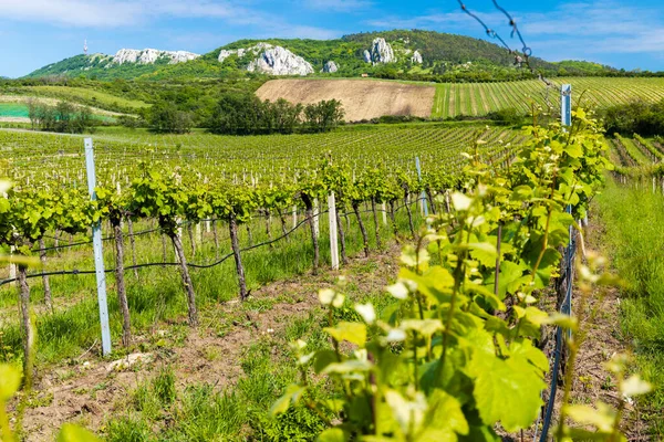 Vineyards Palava Moravia Region Czech Republic — Stock Photo, Image