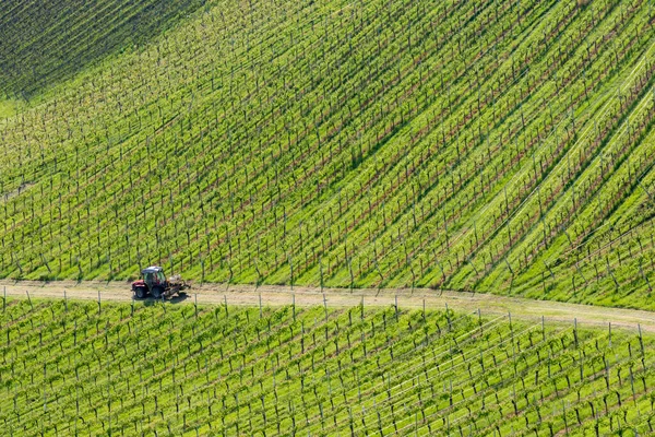 Wijngaard Aan Oostenrijkse Sloveense Grens Stiermarken — Stockfoto