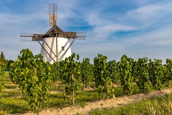 Виноградник Рядом Windmill Retz Нижняя Австрия Австрия — стоковое фото