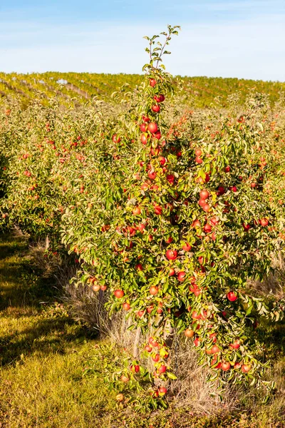 Яблука Восени Біля Пулкау Австрія — стокове фото