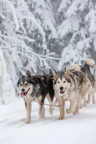 Sledge Dogging Sedivacek Long Czech Republic — Stock Photo, Image