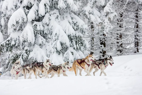 Sledge Dogging Sedivacek Long Czech Republic — Stock Photo, Image