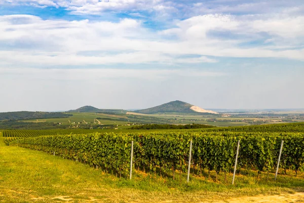 ハンガリー南部バーニャ州ヴィラニー近郊のブドウ畑 — ストック写真