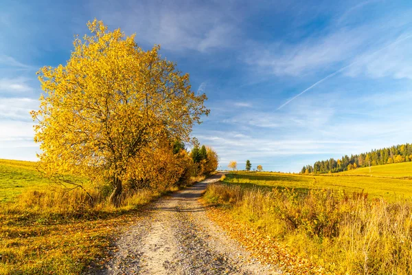 Slovakya Eyer Yakınında Sonbahar Ağacı Olan Yol Beskyd — Stok fotoğraf