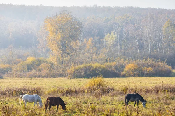 Herd Horses Northern Hungary — Stock Photo, Image