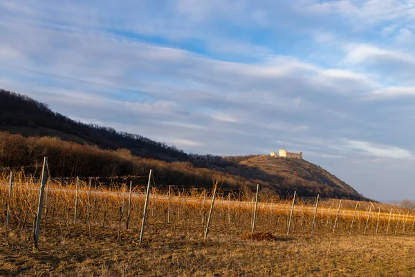 Ruínas Castelo Devicky Com Vinhas República Checa — Fotografia de Stock