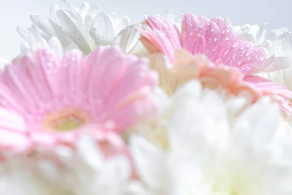 Natura Morta Fiori Sfondo Bianco — Foto Stock