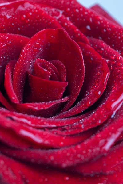 Ramo Rosas Frescas Fondo Floral —  Fotos de Stock