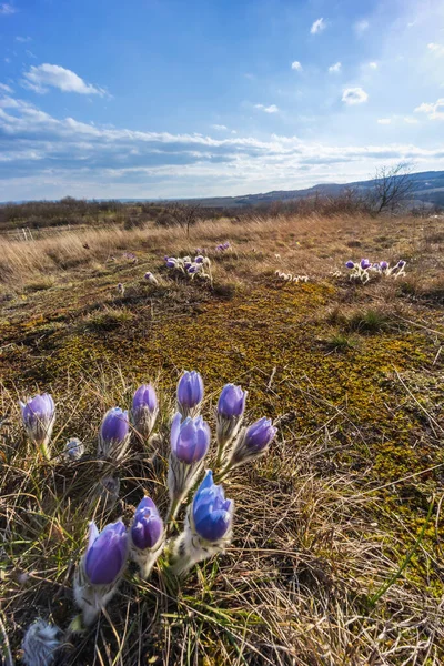 Pasque Flower Национальный Парк Podyji Южная Моравия Чехия — стоковое фото