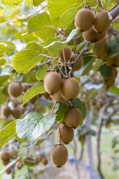 Boomgaard Met Kiwi Marche Midden Italië — Stockfoto