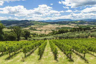Güzel Toskana manzarası ön planda üzüm bağı ve arka planda tepeler güneşli bir yaz günü boyunca