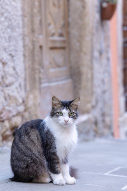 İtalya 'nın Toskana kentindeki sevimli bir ortaçağ kasabası olan Sorano' daki pitoresk bir sokakta oturan gri ve beyaz kedi.