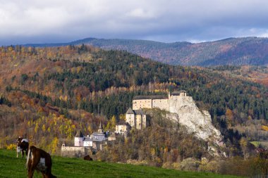 Cows grazing on green meadow with Oravsky Castle in the background during a colorful autumn day