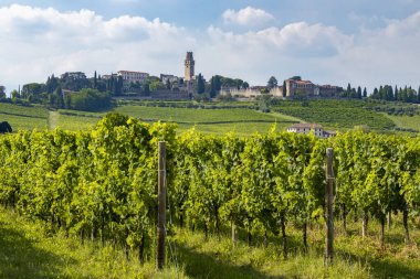 Rows of grapevines growing in the foreground with the Castle of Susegana and its medieval walls standing on a hill in the background, in Veneto, Italy