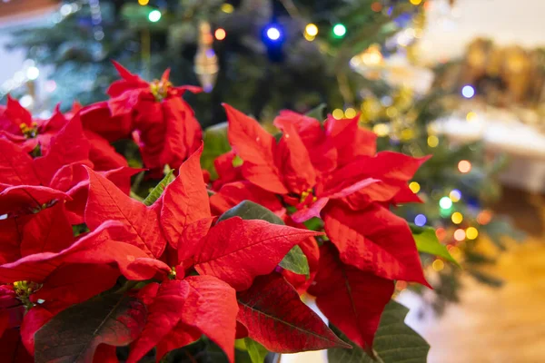 Canlı kırmızı noktalı çiçekler Noel zamanı rahat bir evde şenlikli bir atmosfer yaratıyor.