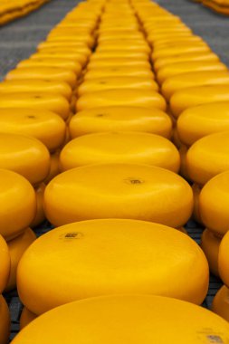 Hollanda, Alkmaar 'da geleneksel peynir pazarı