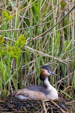 Büyük ibikli yaban ördeği yuvasında sazlıklar ve dallarla inşa edilmiş yumurtalar, bir göletin bitki örtüsü arasında.