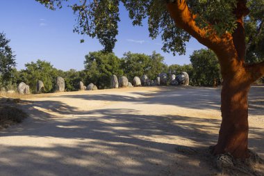Portekiz 'de Evora yakınlarındaki Cromeleque dos Almendres, güneşli bir günde mantar meşe ağacıyla gölgeler bırakıyor.