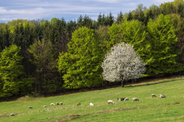 Slovakya 'daki Polana dağlarında koyun ve keçi sürüsü