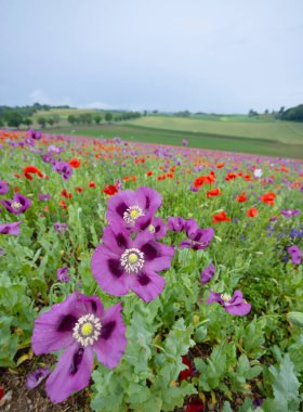 Tipik bahar manzarası, Silica (Szilice), Slovakya Ulusal Parkı, Slovakya