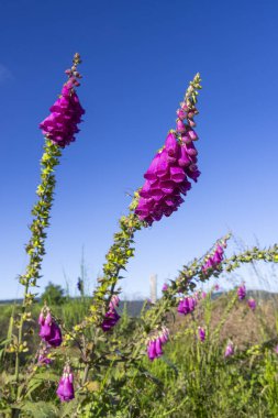 Mor yüksük otu çiçekleri parlak mavi gökyüzünde büyüyüp güzel bir kontrastlık yaratır.