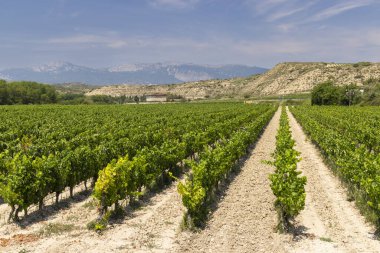 Logrono yakınlarındaki tipik üzüm bağları, Rioja şarap bölgesi, Rioja Alavesa, Bask Ülkesi, İspanya