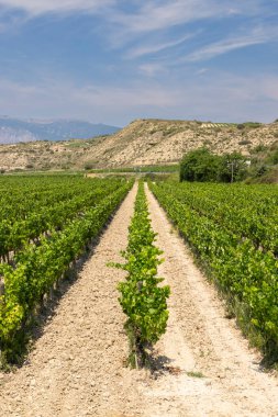 Logrono yakınlarındaki tipik üzüm bağları, Rioja şarap bölgesi, Rioja Alavesa, Bask Ülkesi, İspanya