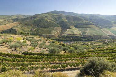 Tua, Alto Douro, Portekiz yakınlarındaki tipik üzüm bağları