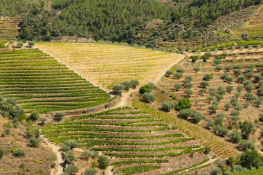 Tua, Alto Douro, Portekiz yakınlarındaki tipik üzüm bağları