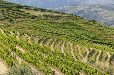 Ervedosa do Douro, Alto Douro, Portekiz yakınlarındaki tipik üzüm bağları