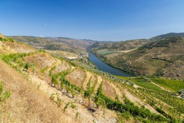Pinhao, Alto Douro, Portekiz yakınlarındaki tipik üzüm bağları.