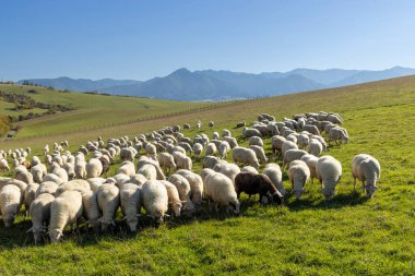 Batı Tatras 'taki (Rohace) koyun sürüsünün arka planında Alçak Tatras (Nizske tatry), Slovakya