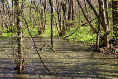Ormandaki bataklıkla ilkbahar manzarası