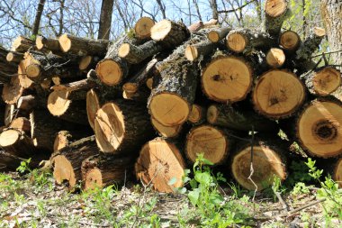 Bahar orman soyut ahşap günlükleri